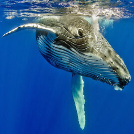 Unha ballena jorobada está nadando no océano.