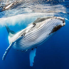 A private humpback whale swimming in the Samana Ocean.