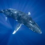 горбатый кит 1