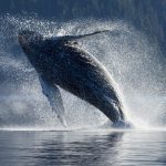Наблюдение за китами24