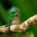Broad Billed Tody scaled
