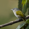 Green-Tailed-Warbler-Microligea-palustris-Ciguita-Cola-Verde.