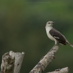 Burung-mockingbird utara-Mimus-polyglottos-Sinsonte-Ruisenor
