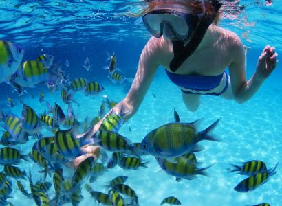 25576416 - Jeune femme faisant de la plongée avec tuba et nourrissant des poissons dans une mer tropicale