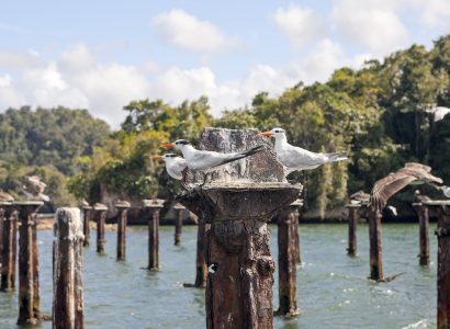 Terns and Pelicanos resting on relicts of old dock, Sterna sp., Pelecanus occidentalis, Los Haitises National Park, Dominican Republic  (Photo by Reinhard Dirscherl/ullstein bild via Getty Images)