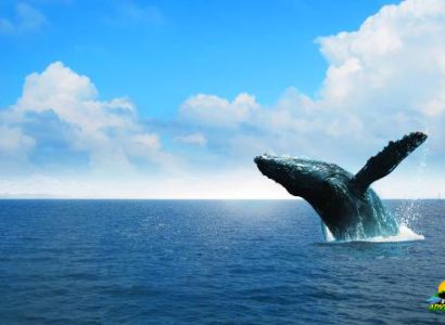 Whales-Watching5-1.jpg